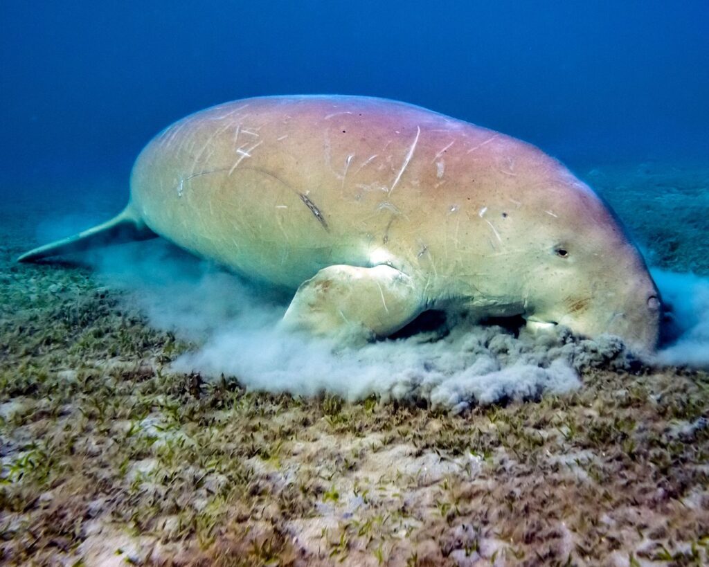 Dugong (Dugong dugon)